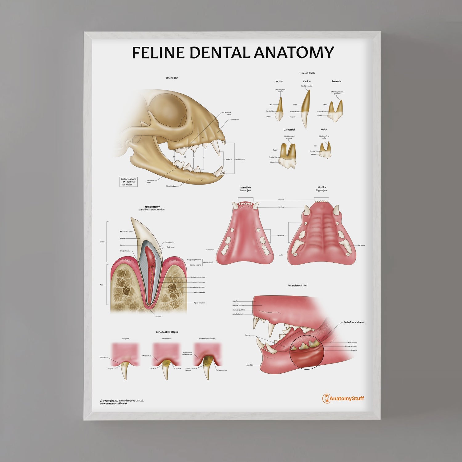 Feline Dental Anatomy Chart / Poster
