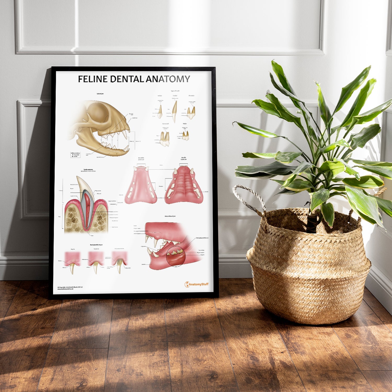 Feline Dental Anatomy Chart / Poster