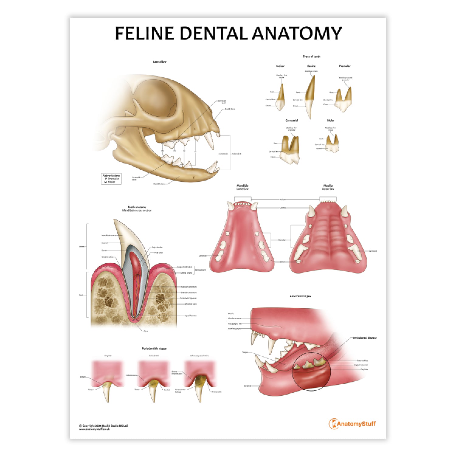 Feline Dental Anatomy Chart / Poster