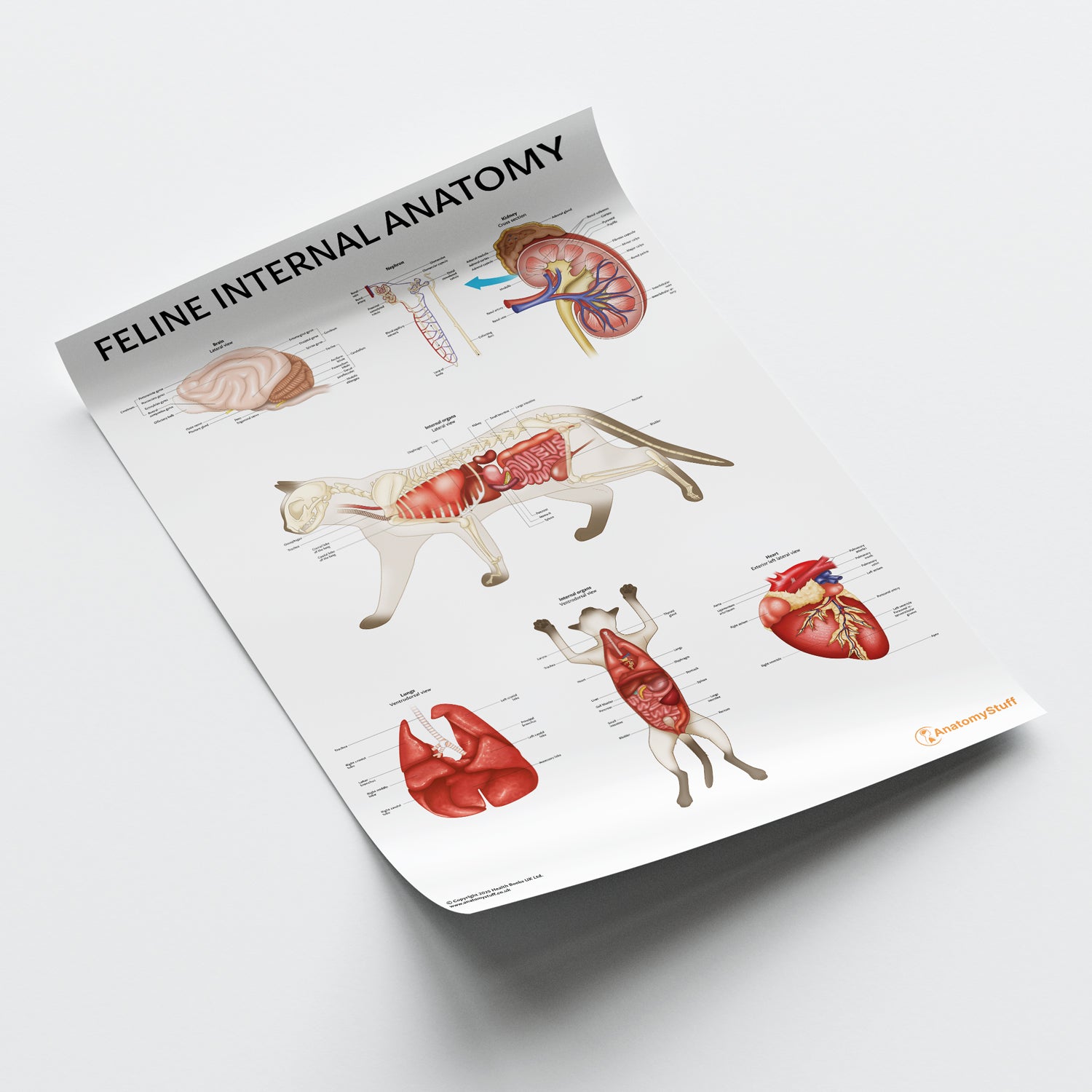 Feline Internal Anatomy Chart / Poster