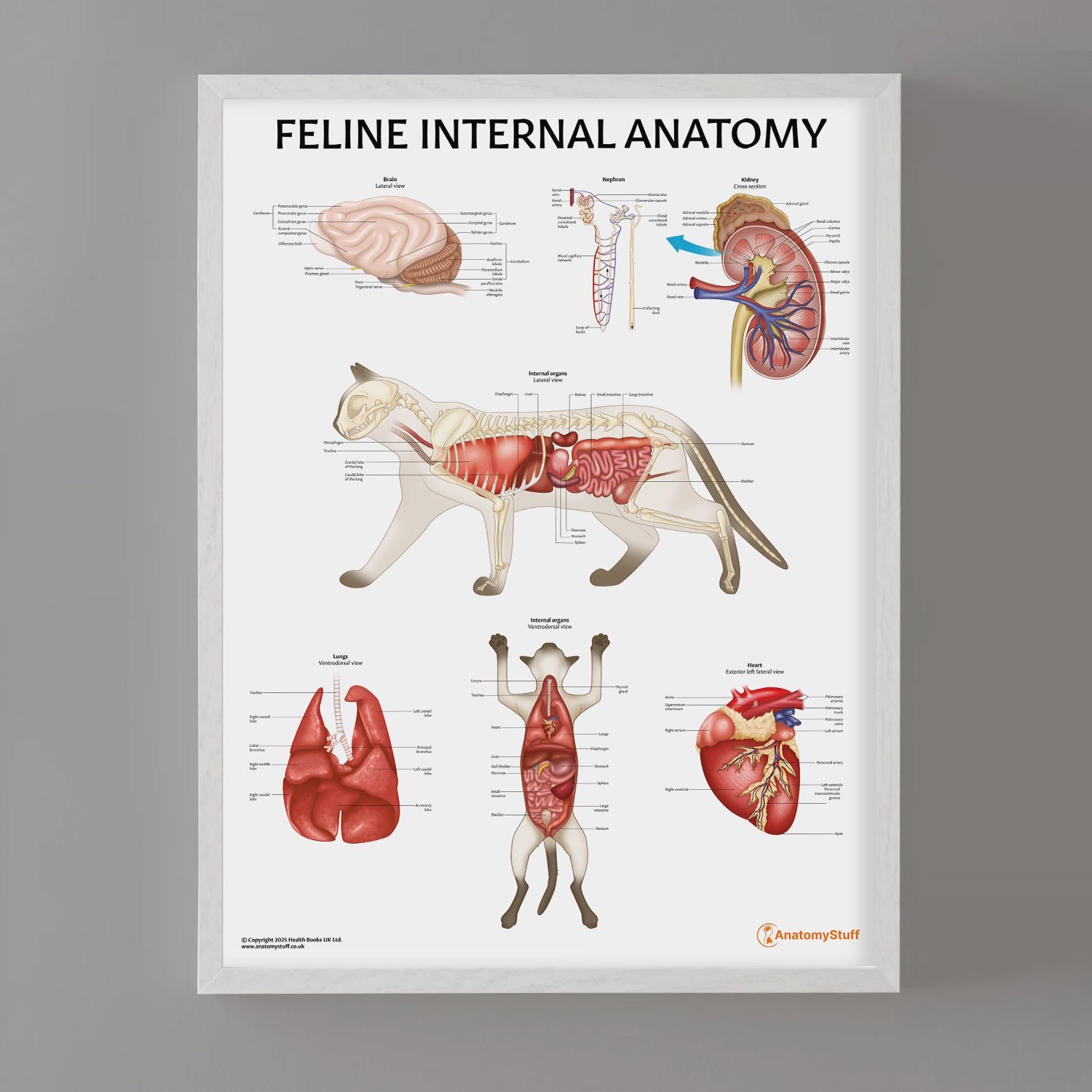 Feline Internal Anatomy Chart / Poster