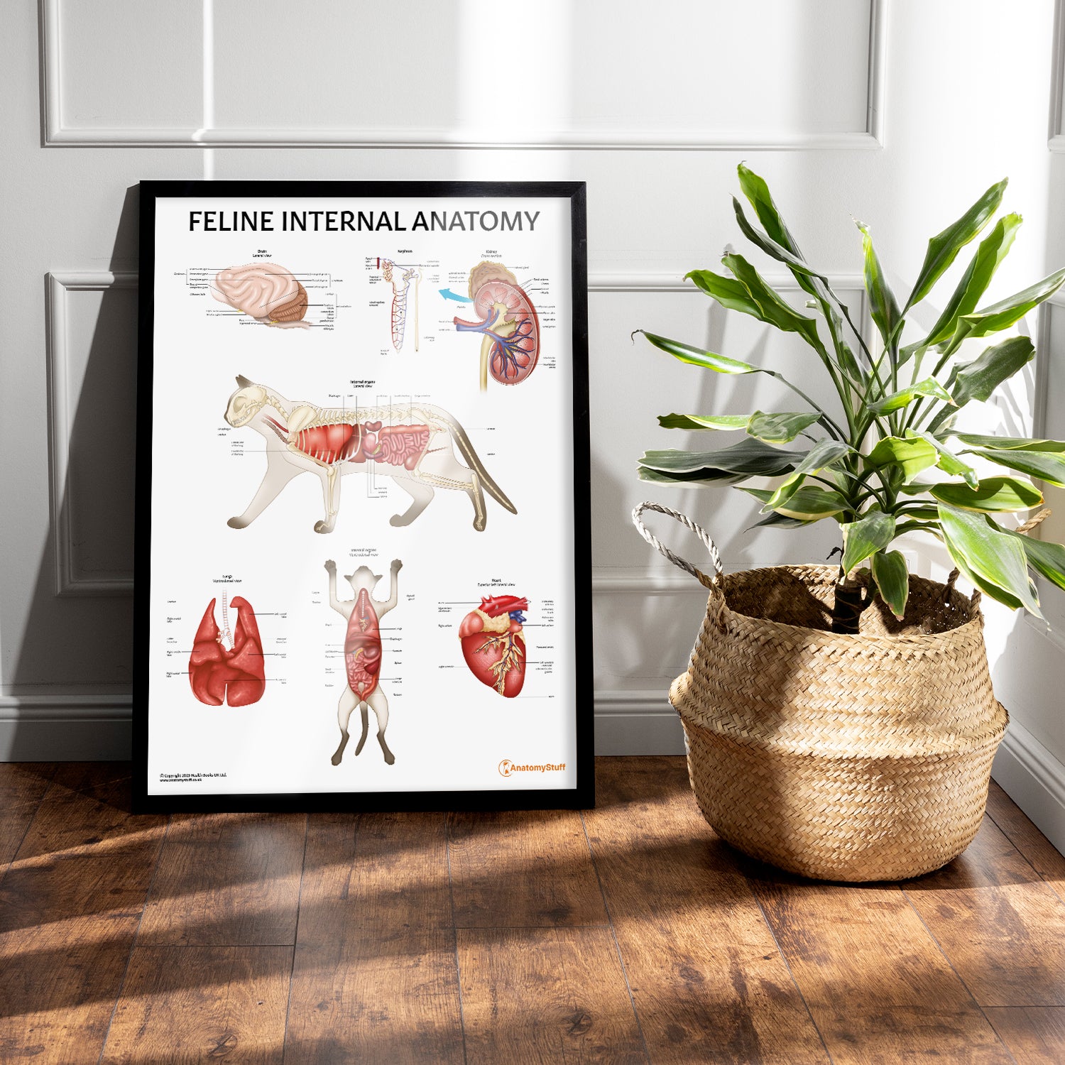 Feline Internal Anatomy Chart / Poster