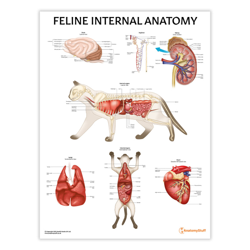 Feline Internal Anatomy Chart / Poster