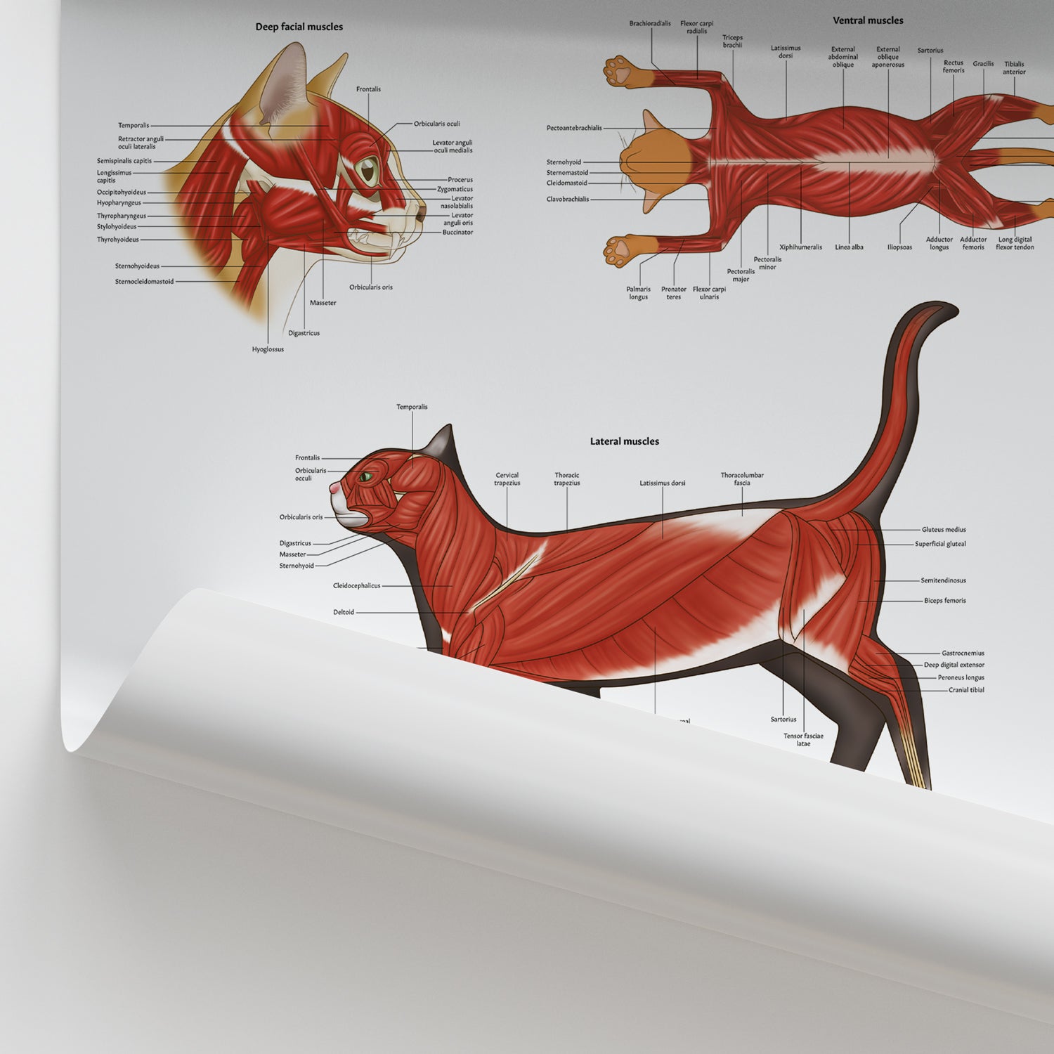 Feline Muscular Anatomy Chart / Poster