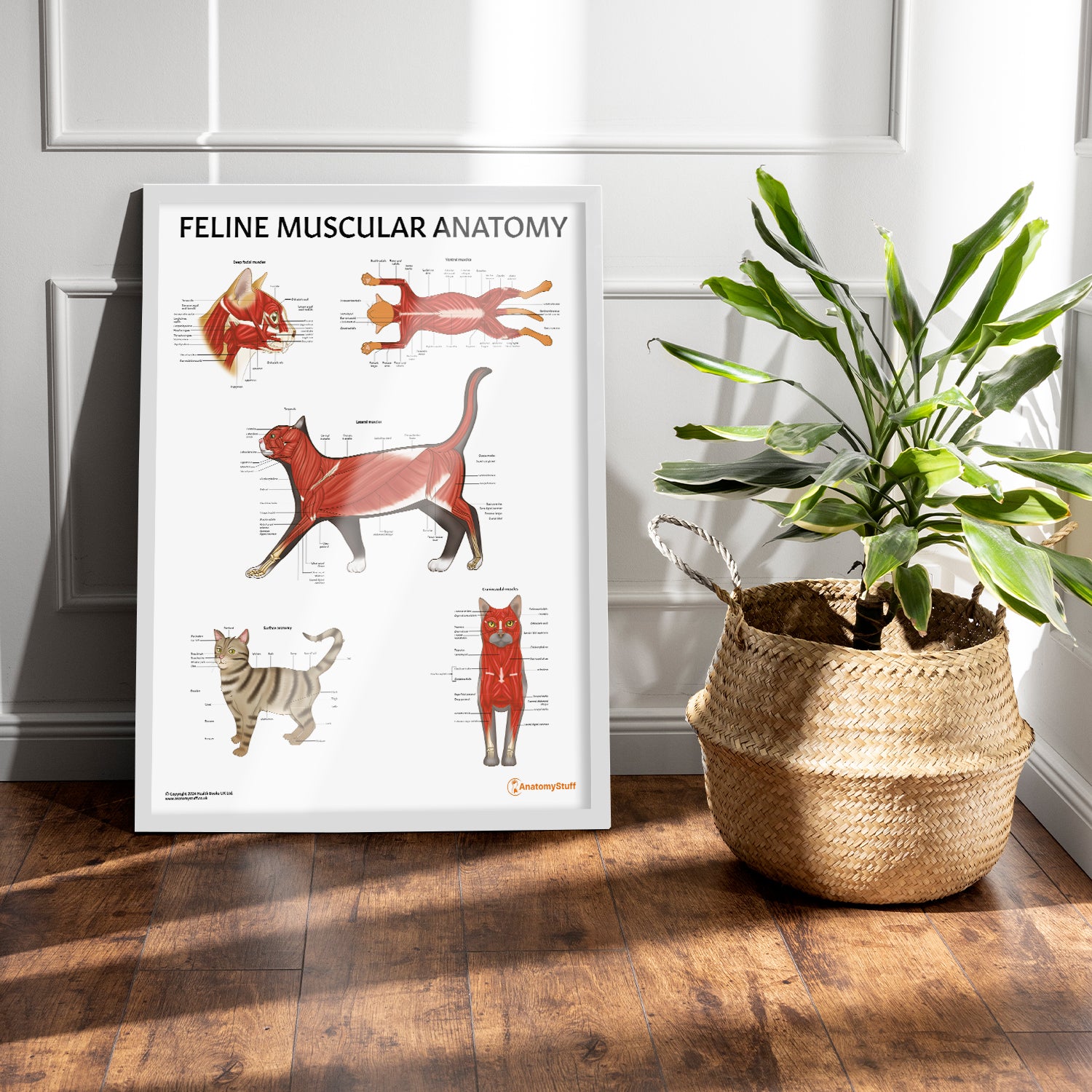 Feline Muscular Anatomy Chart / Poster