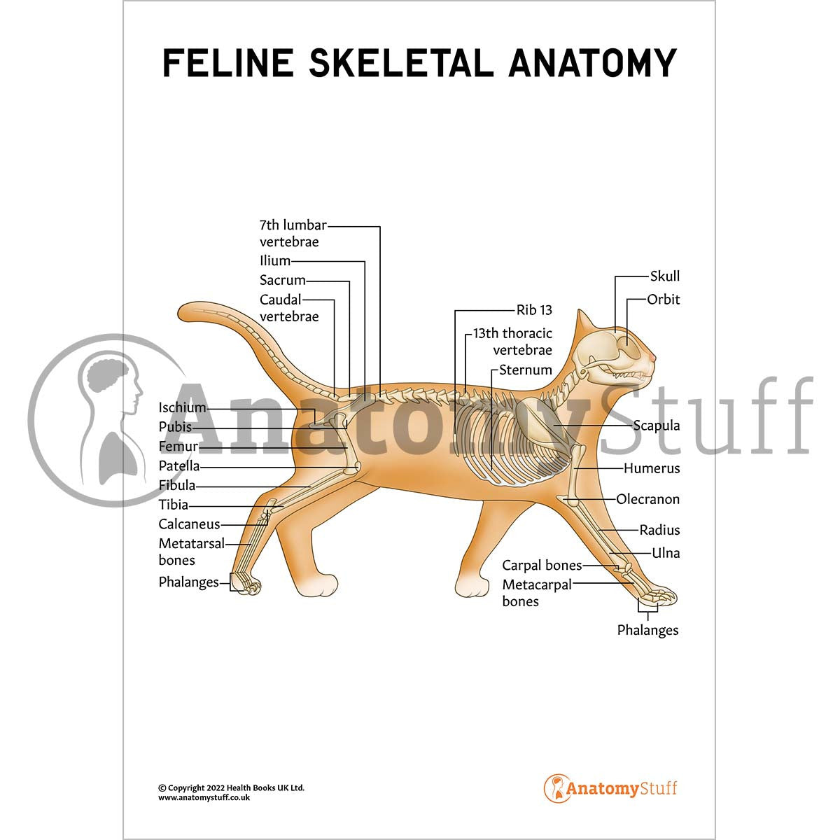 Feline Skeletal Anatomy Poster / Worksheet (Interactive & Printable PDF)