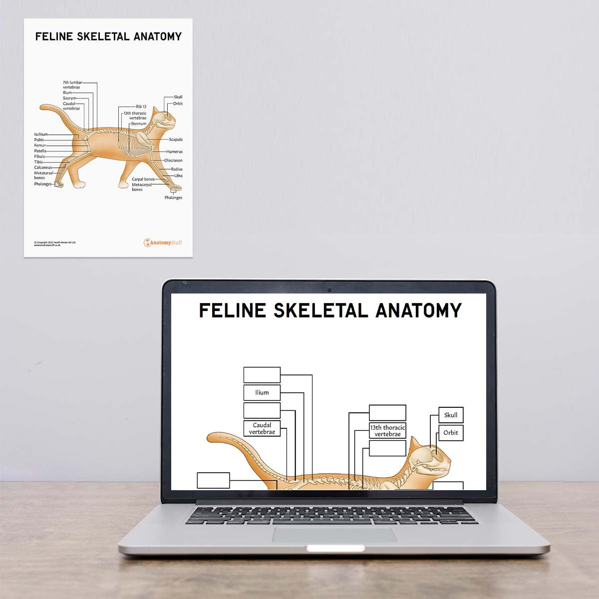 Feline Skeletal Anatomy Poster / Worksheet (Interactive & Printable PDF)