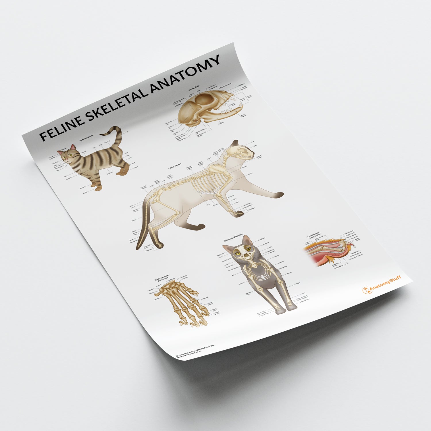 Feline Skeletal Anatomy Chart / Poster