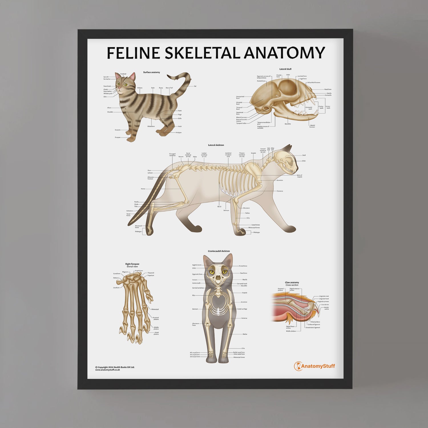 Feline Skeletal Anatomy Chart / Poster
