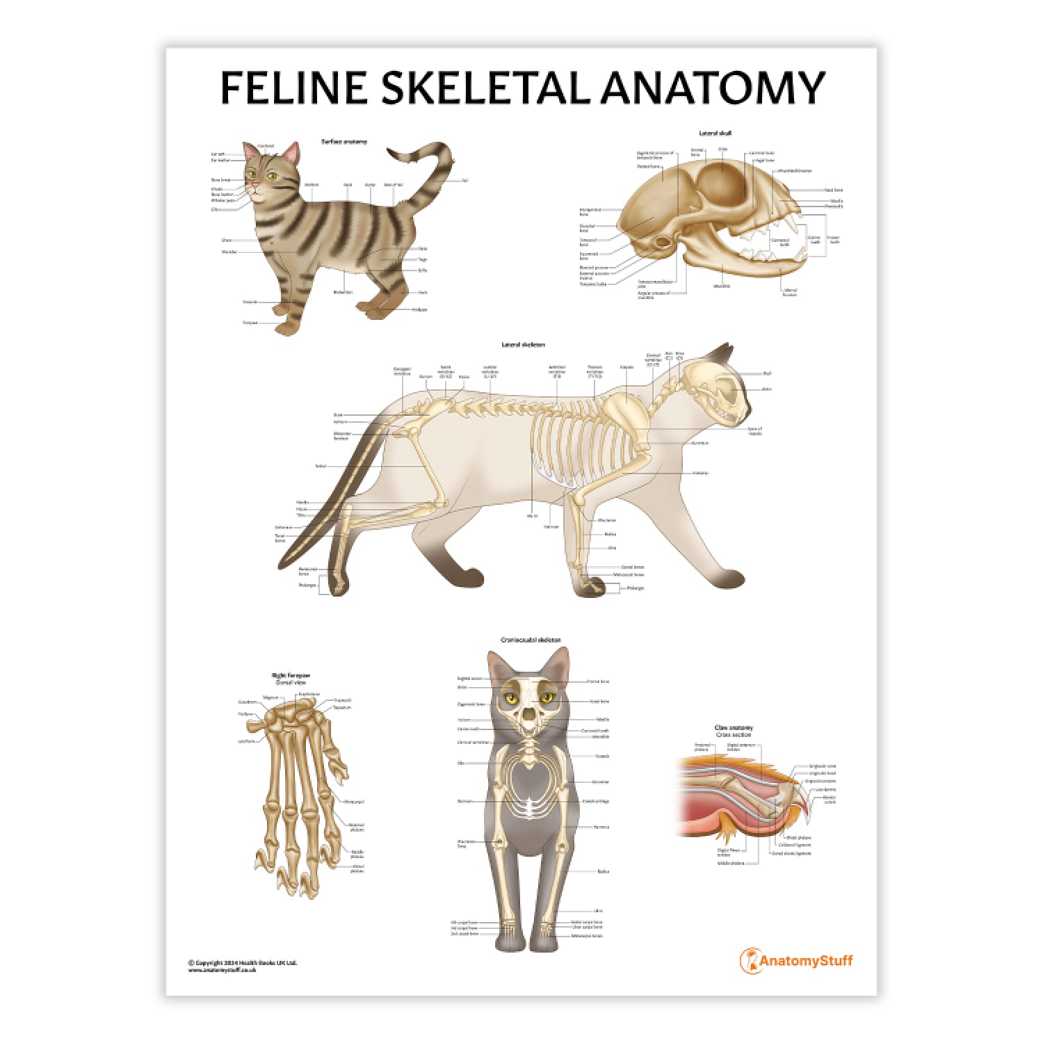 Feline Skeletal Anatomy Chart / Poster