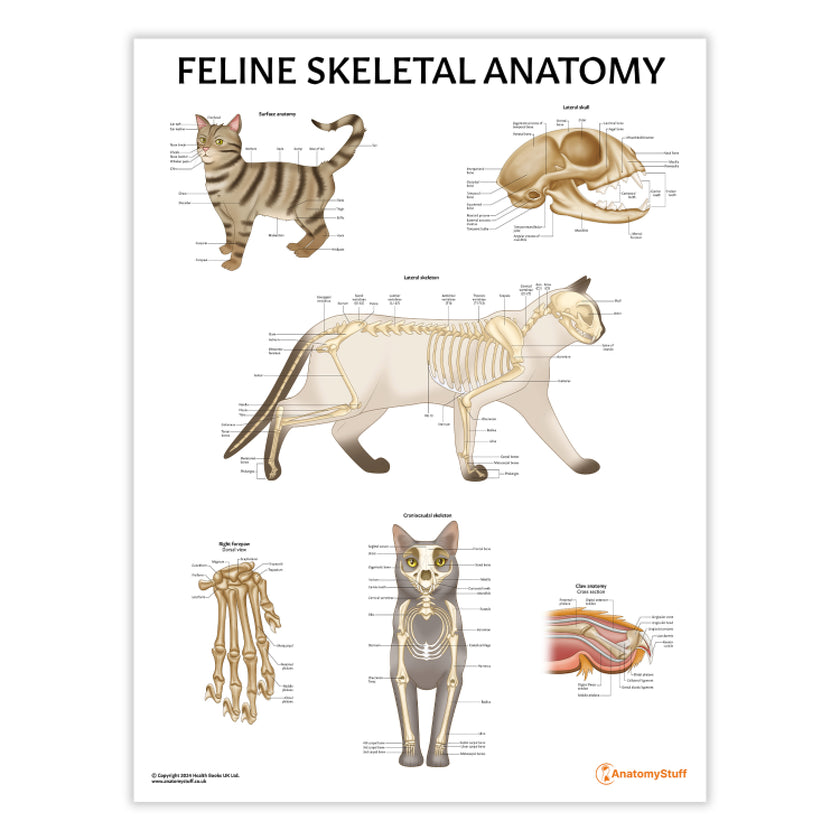 Feline Skeletal Anatomy Chart / Poster