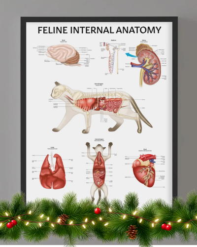 Feline Internal Anatomy