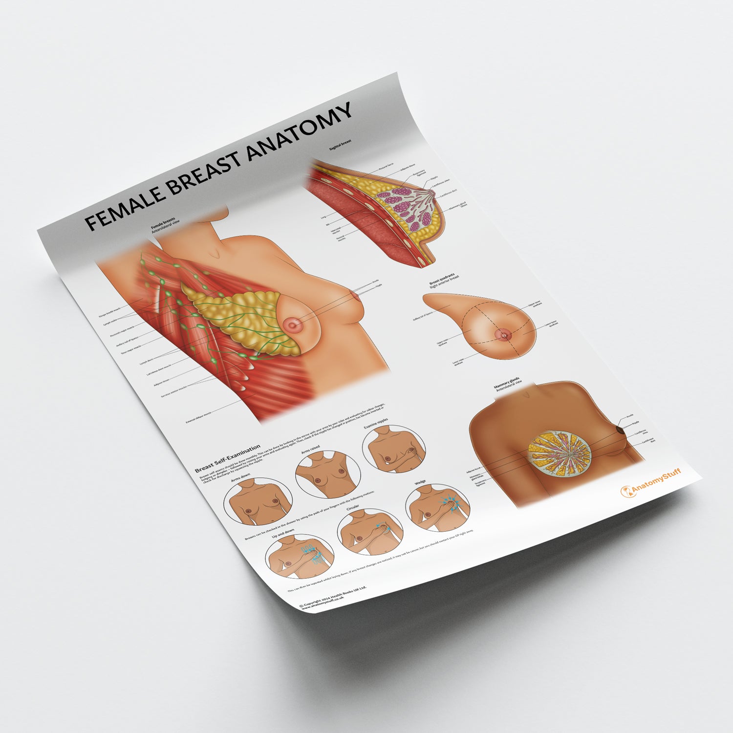 Female Breast Anatomy Chart / Poster