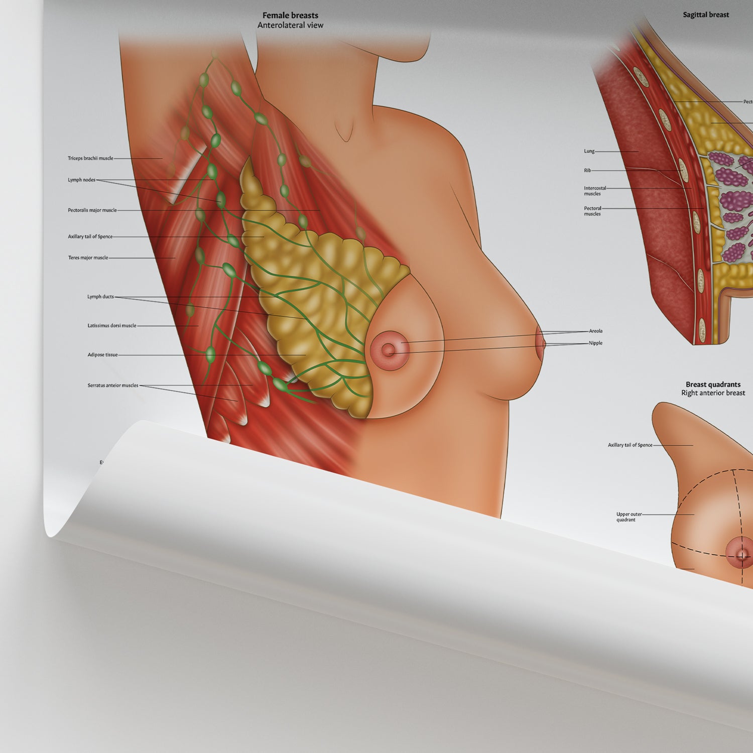 Female Breast Anatomy Chart / Poster