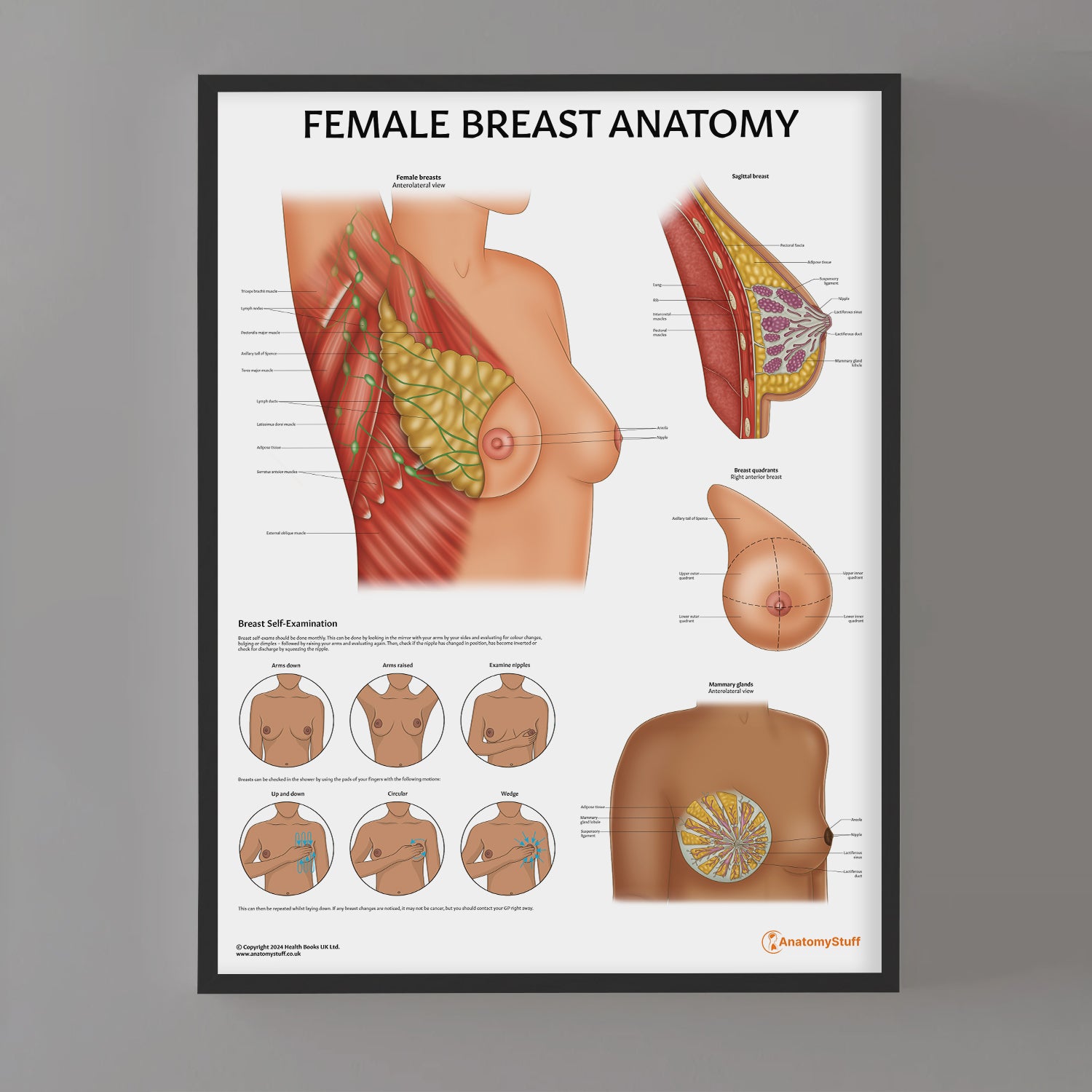 Female Breast Anatomy Chart / Poster