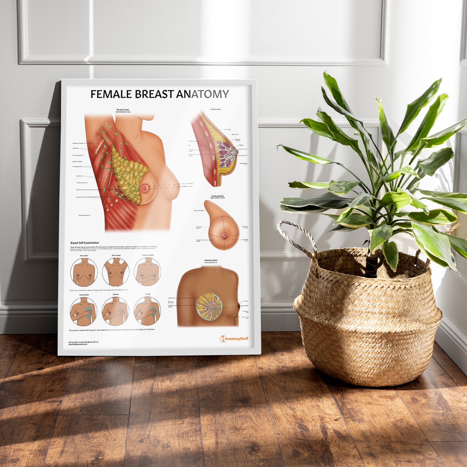 Female Breast Anatomy Chart / Poster