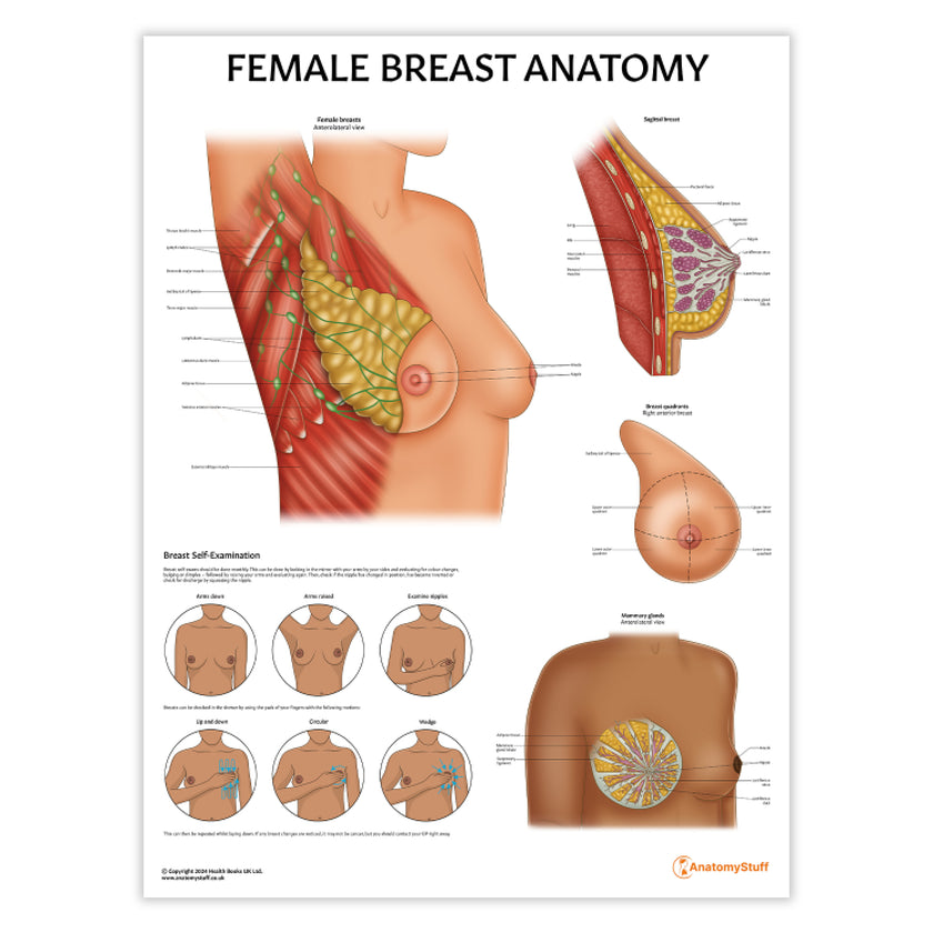 Female Breast Anatomy Chart / Poster