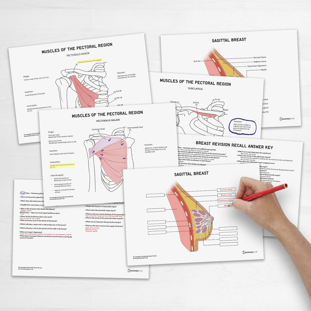 Female Breast Anatomy Revision Worksheets (Interactive & Printable PDFs)