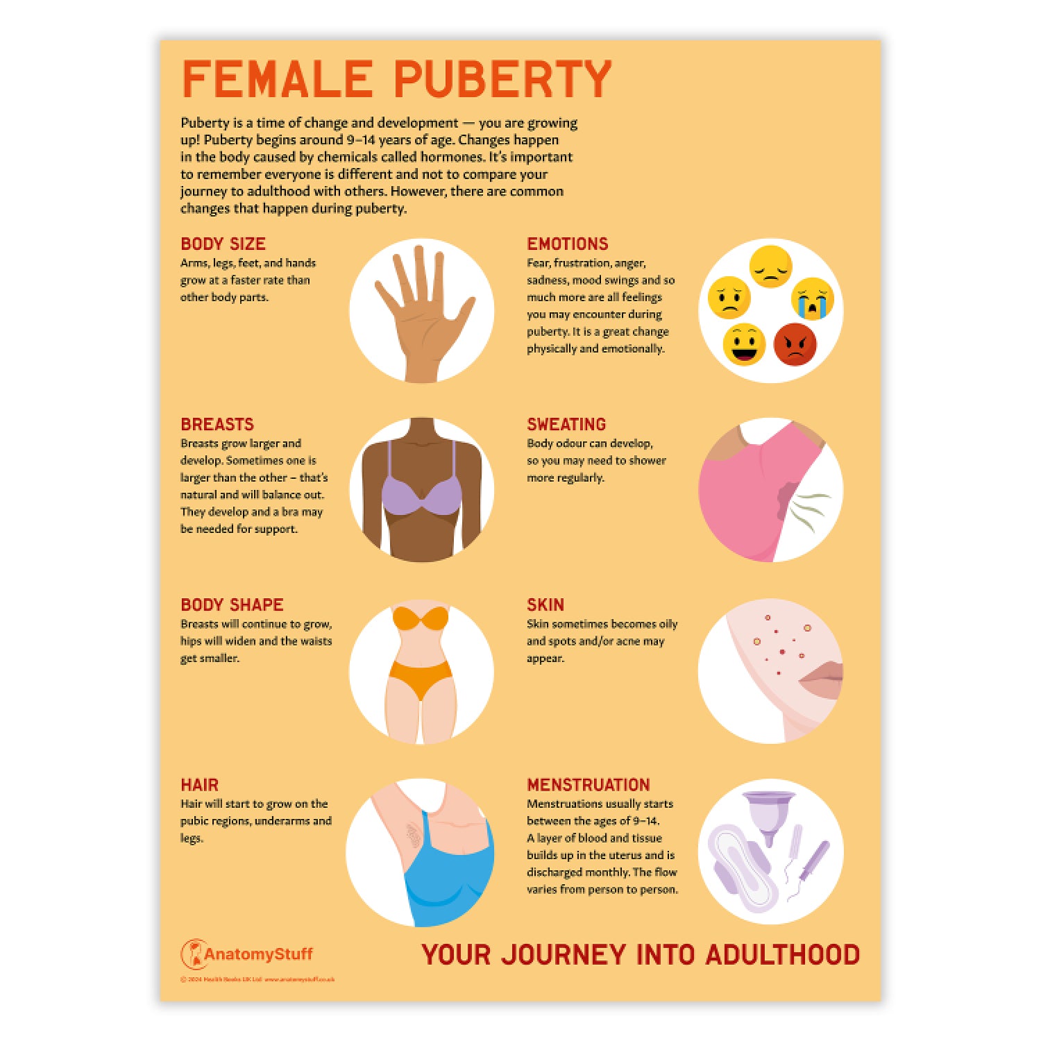 Female Puberty Chart / Poster