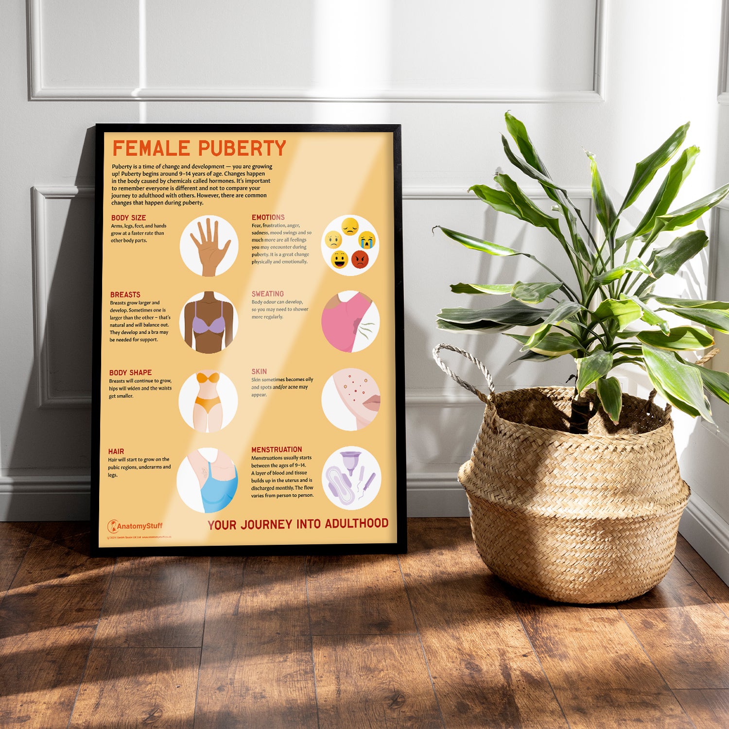 Female Puberty Chart / Poster