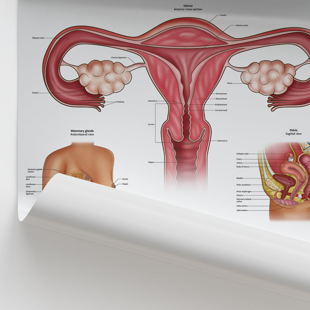 Female Reproductive System Chart / Poster