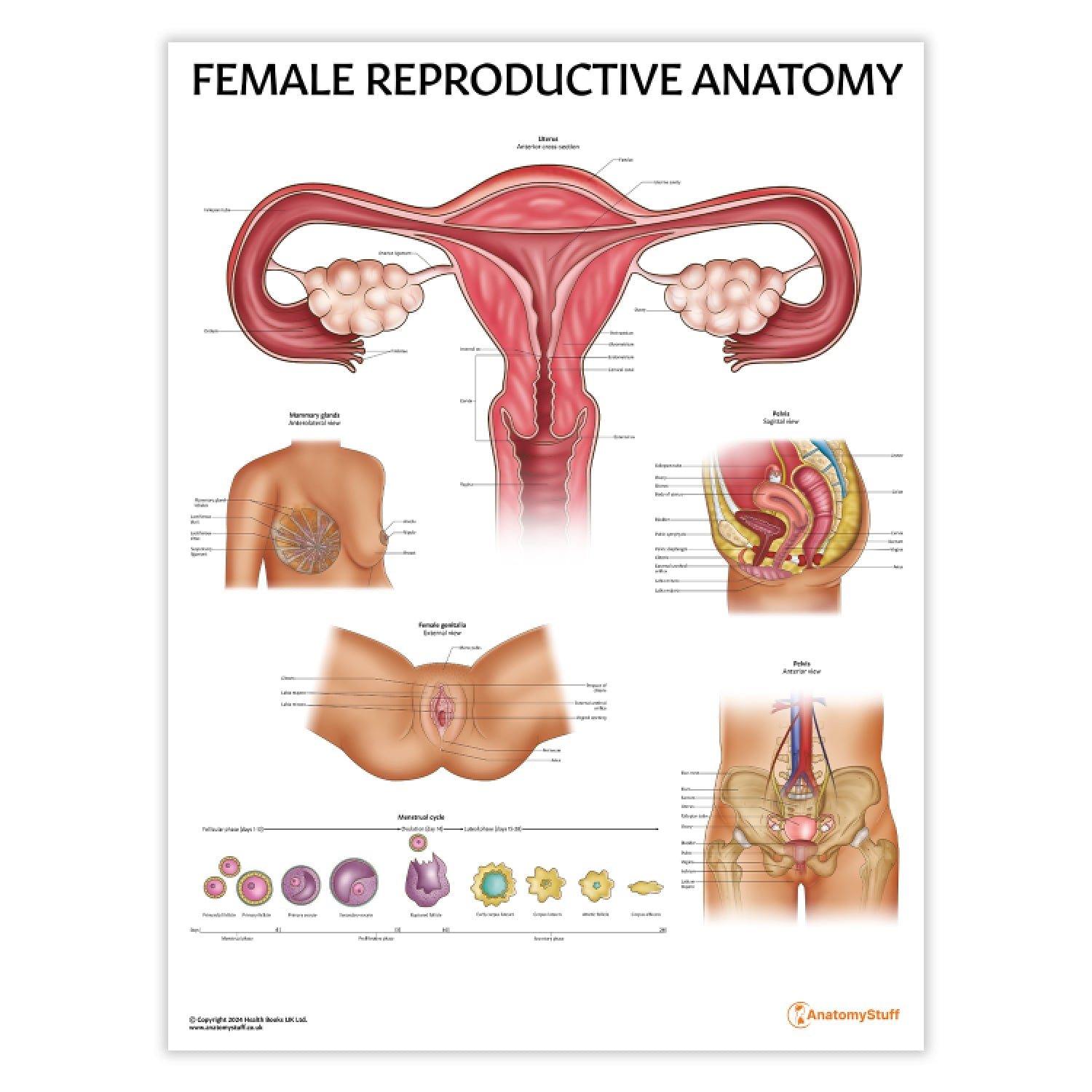 Female Reproductive System Chart / Poster