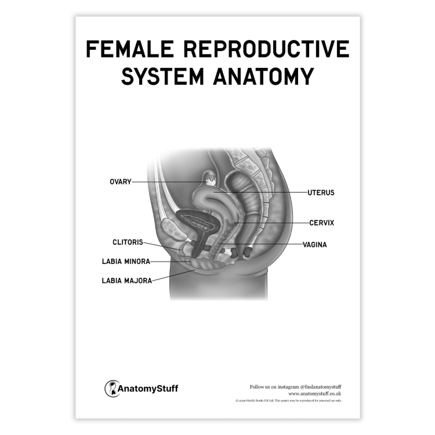 Female Reproductive System Anatomy Poster PDF