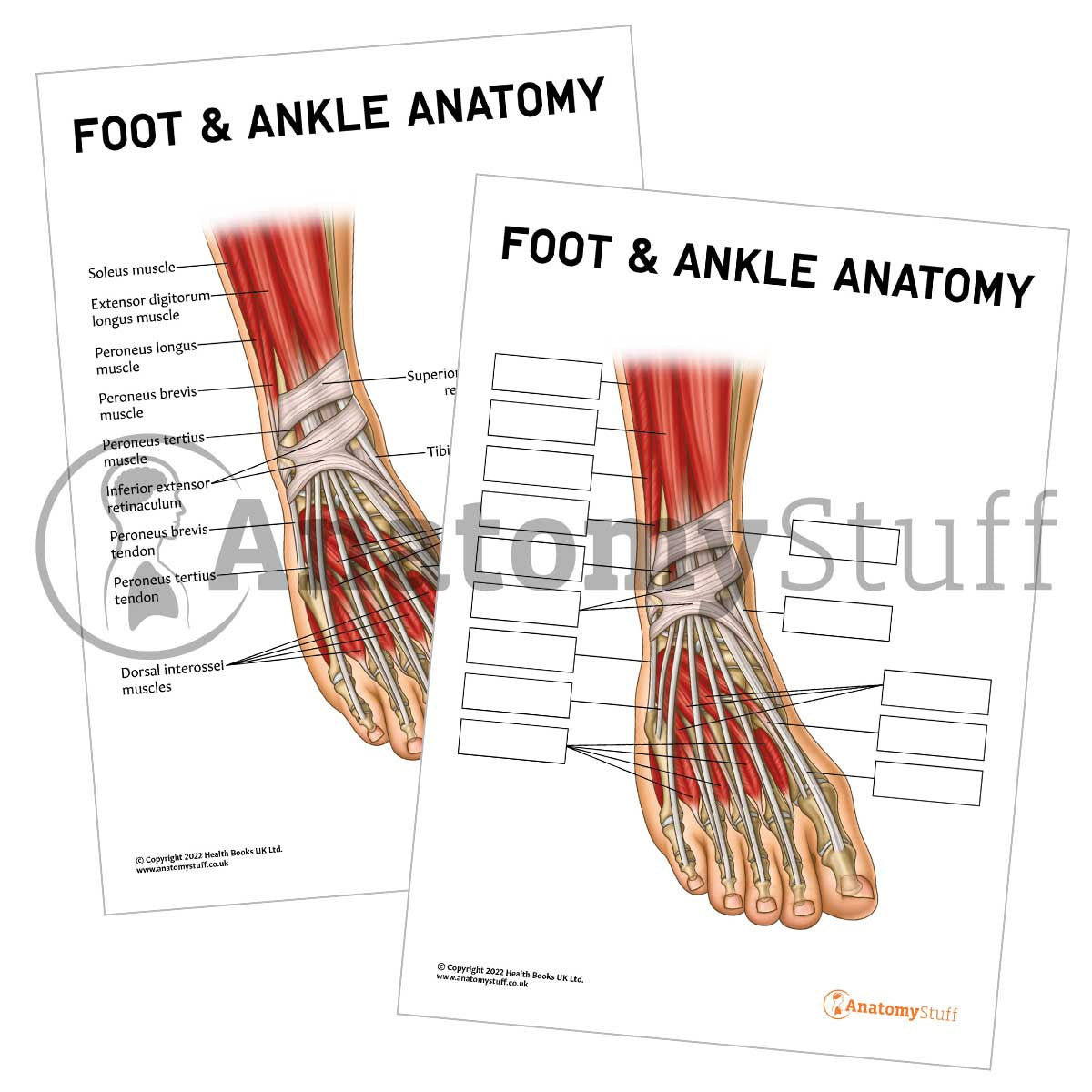 Foot & Ankle Anatomy Poster / Worksheet (Interactive & Printable PDF)