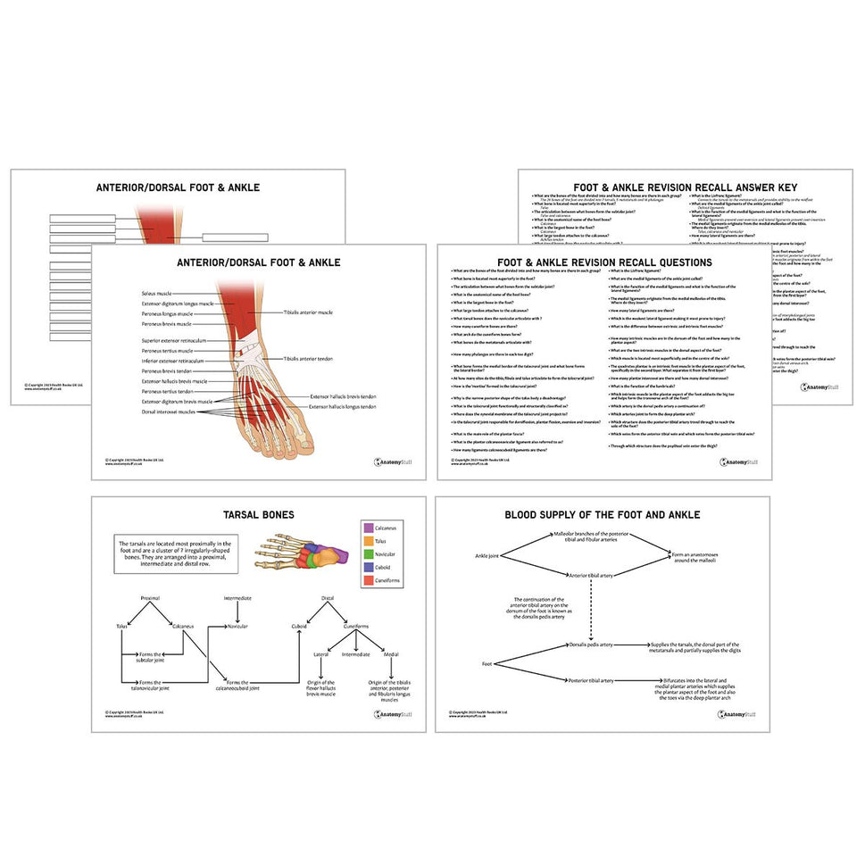 Foot & Ankle Anatomy Revision Worksheets (Interactive & Printable PDFs)