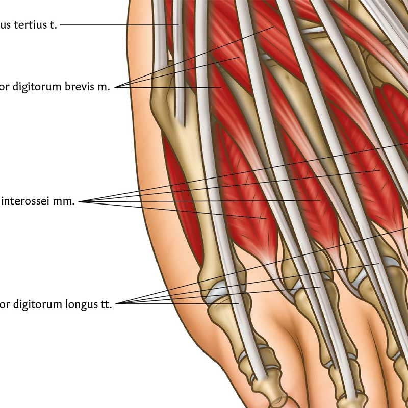 Foot & Ankle Anatomy Chart / Poster
