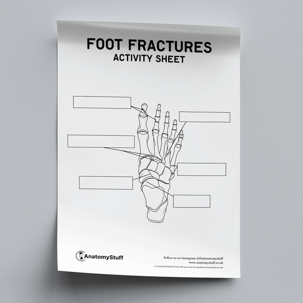 Foot Fractures Anatomy Activity Sheet PDF