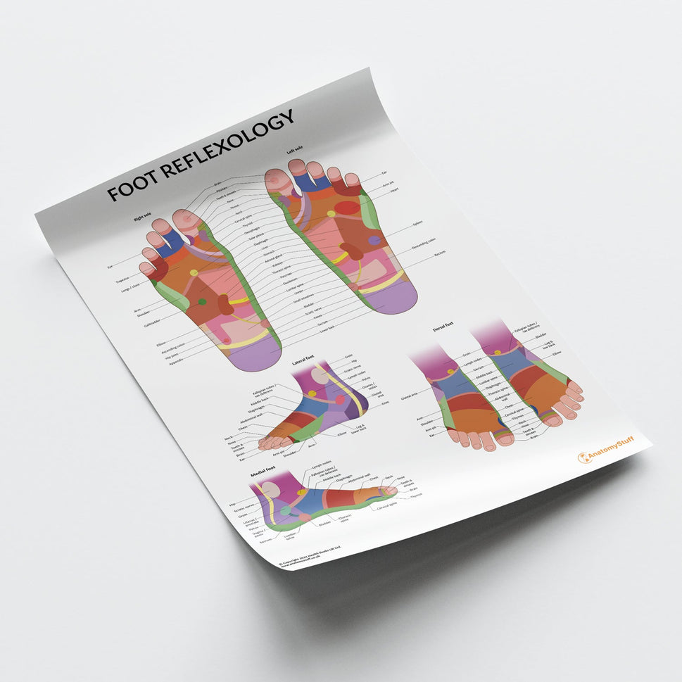 Foot Reflexology Chart / Poster