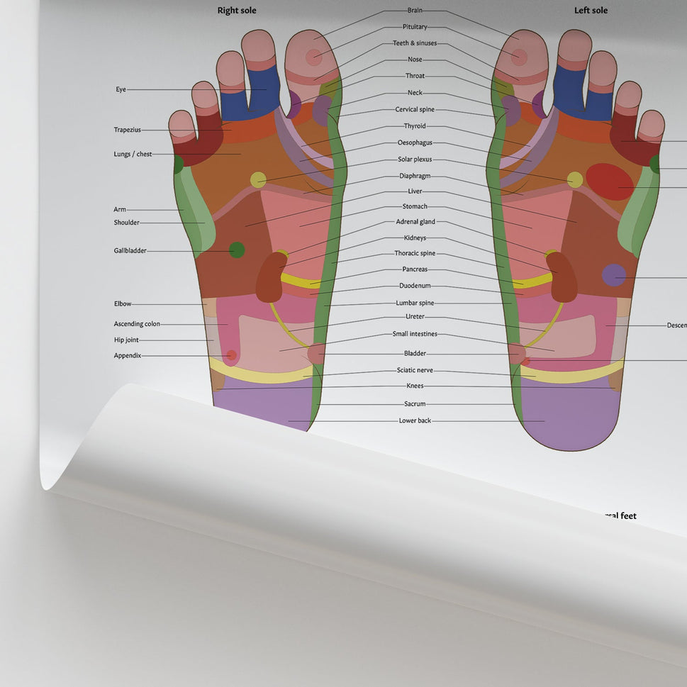 Foot Reflexology Chart / Poster