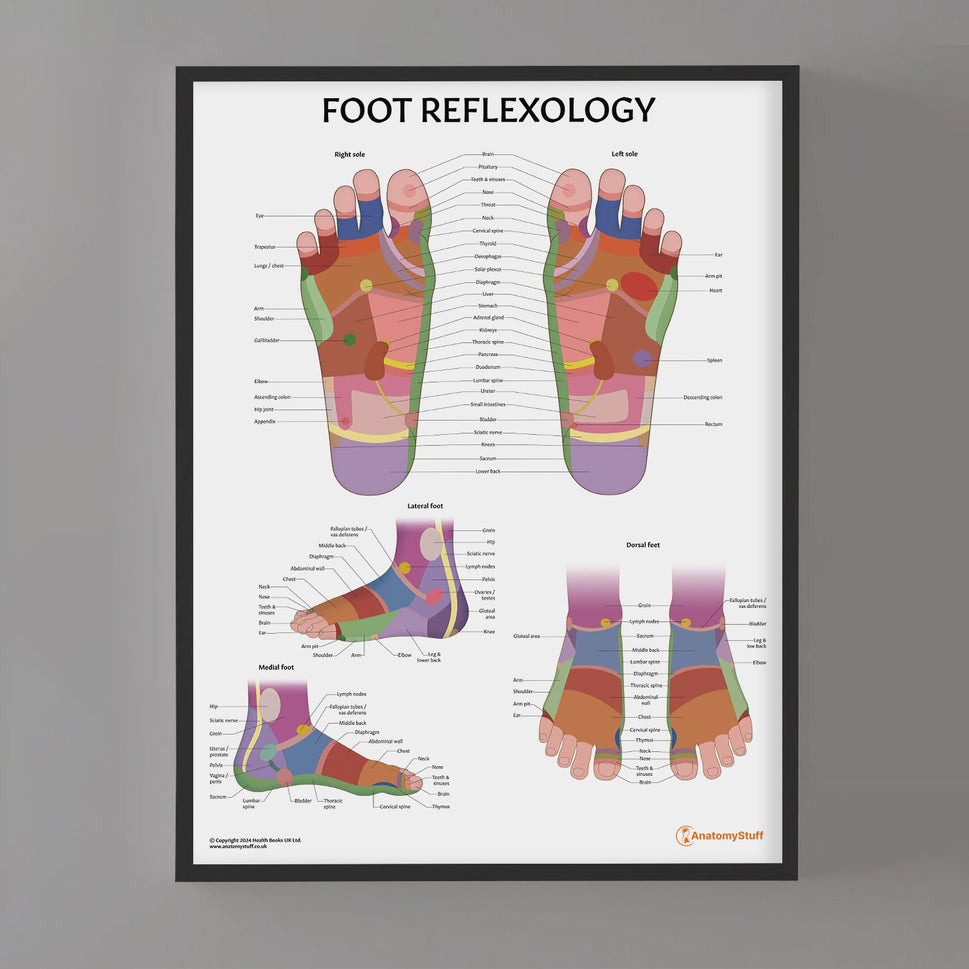 Foot Reflexology Chart / Poster
