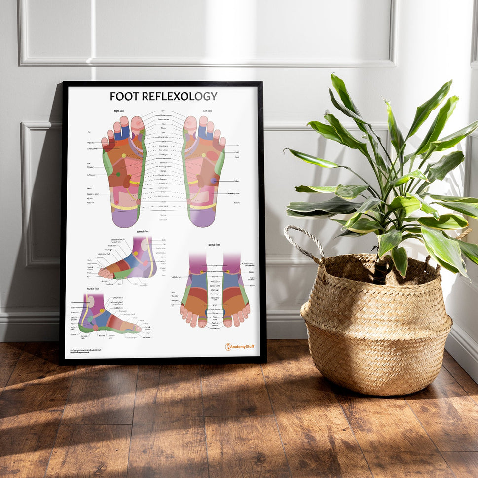 Foot Reflexology Chart / Poster