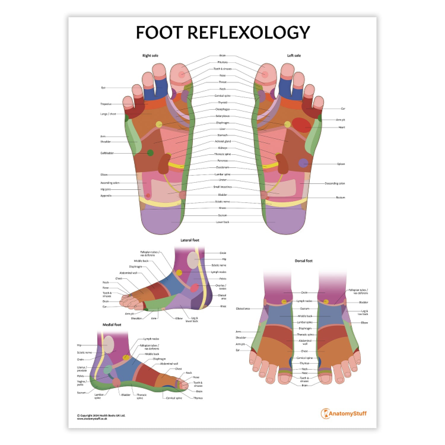 Foot Reflexology Chart / Poster