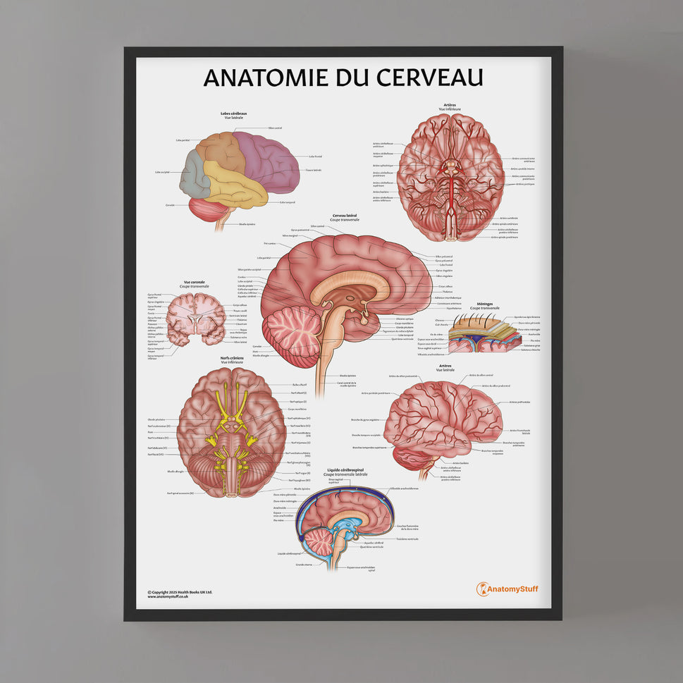Anatomie du Cerveau Chart / Poster - French