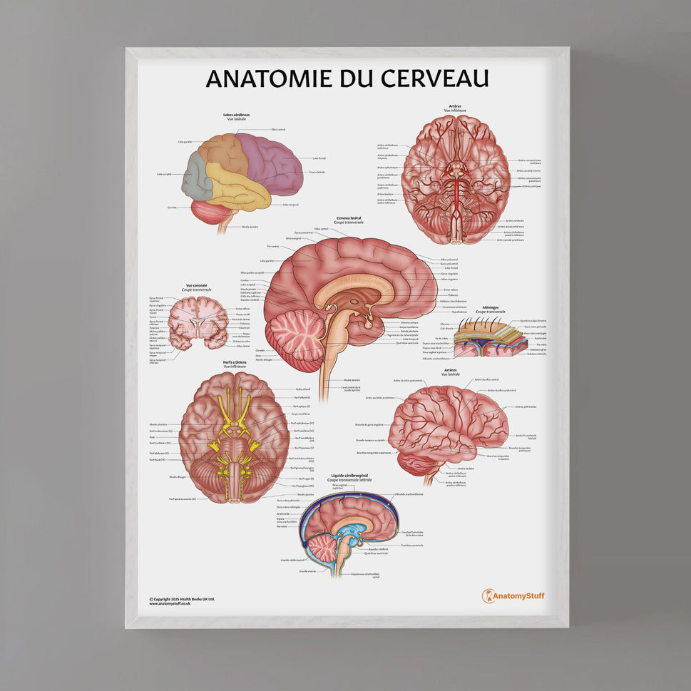 Anatomie du Cerveau Chart / Poster - French