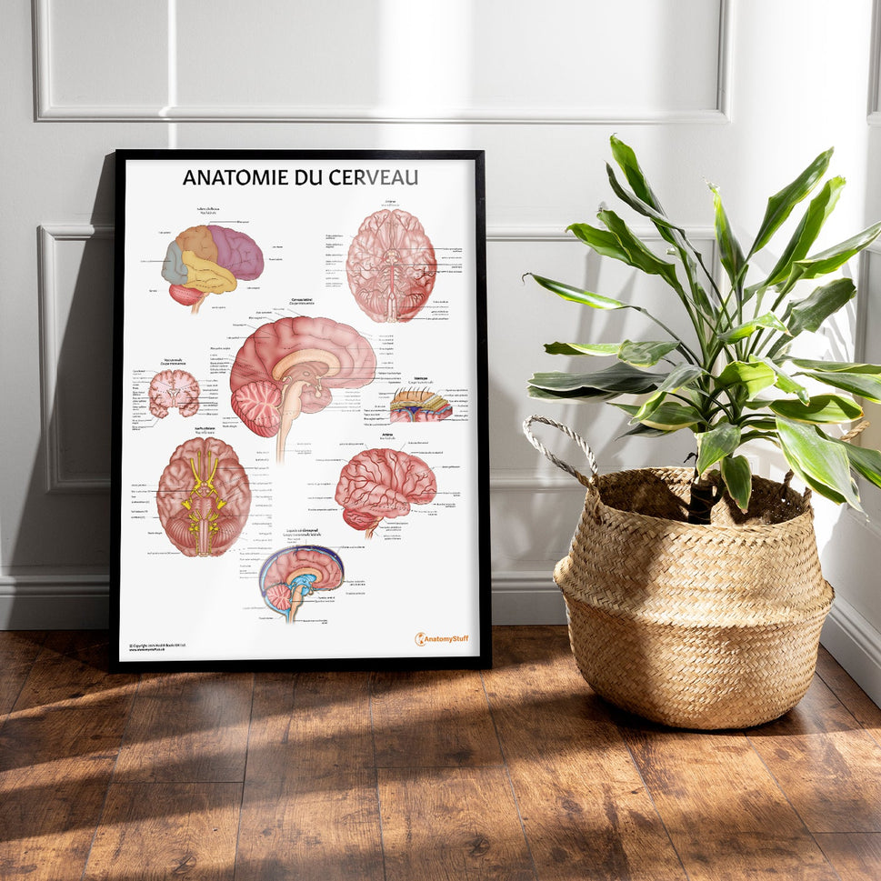 Anatomie du Cerveau Chart / Poster - French