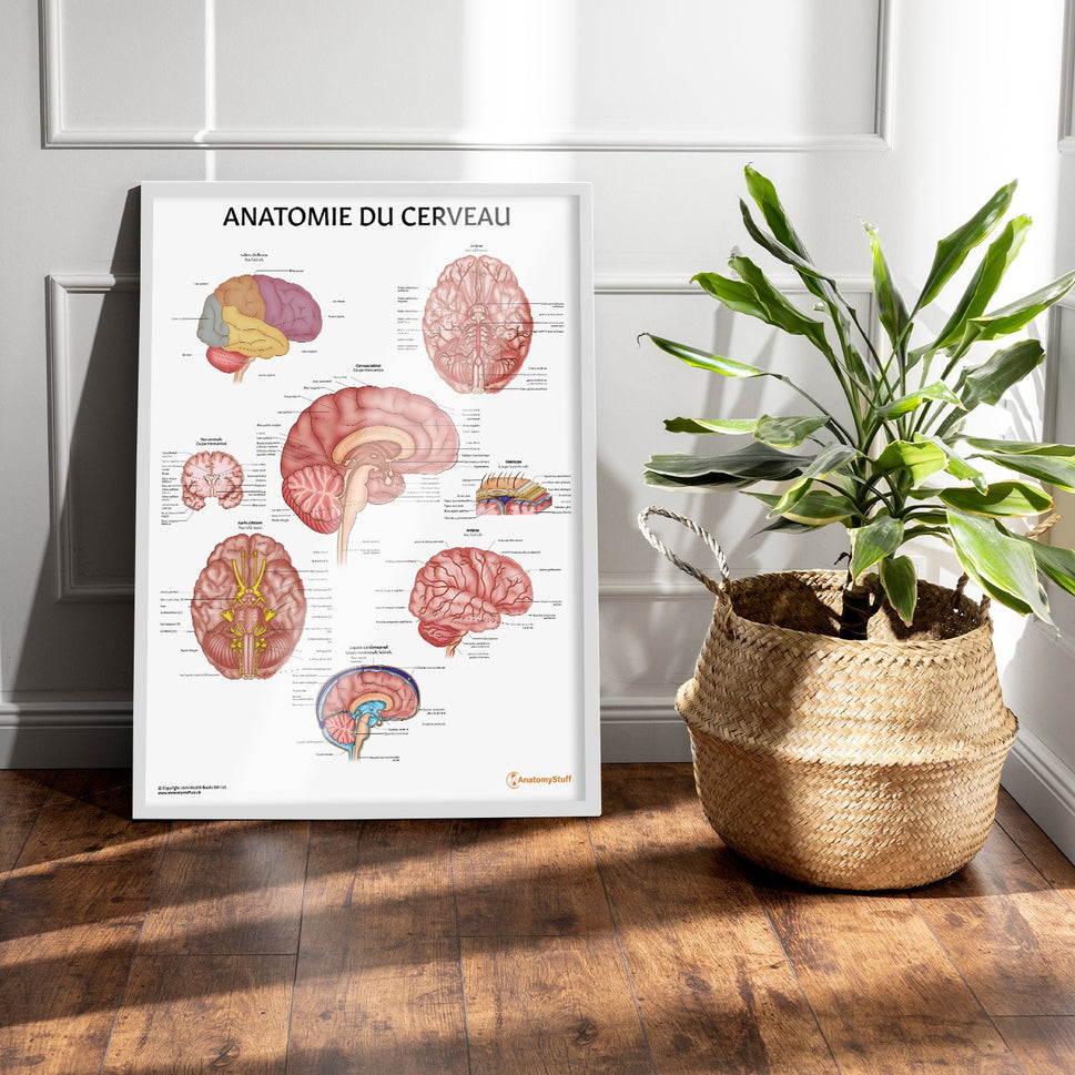Anatomie du Cerveau Chart / Poster - French