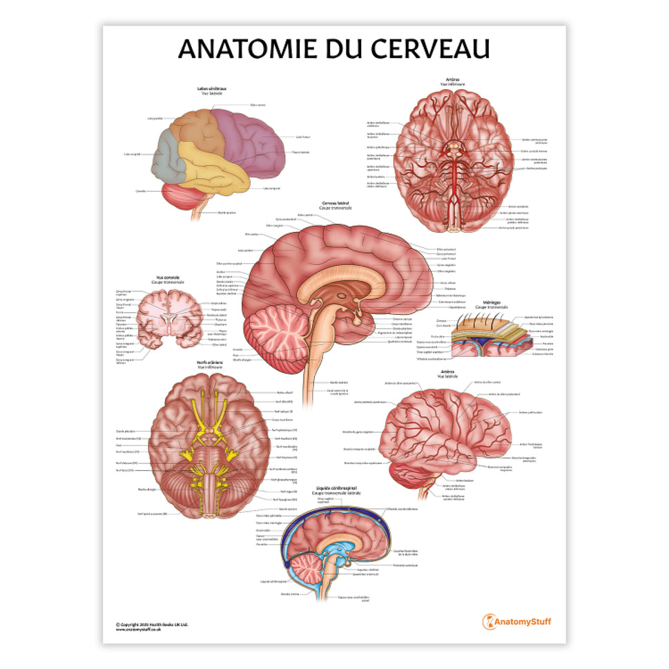 Anatomie du Cerveau Chart / Poster - French