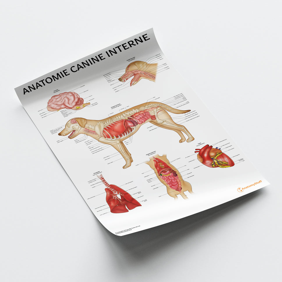 Anatomie Canine Interne Chart / Poster - French