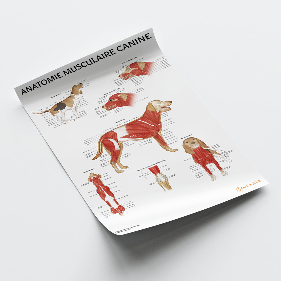 Anatomie Musculaire Canine Chart / Poster - French
