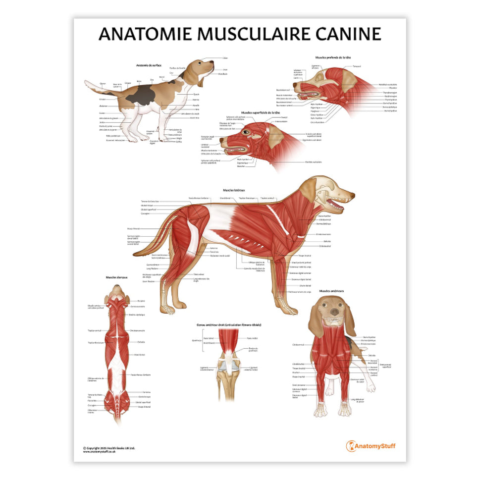 Anatomie Musculaire Canine Chart / Poster - French