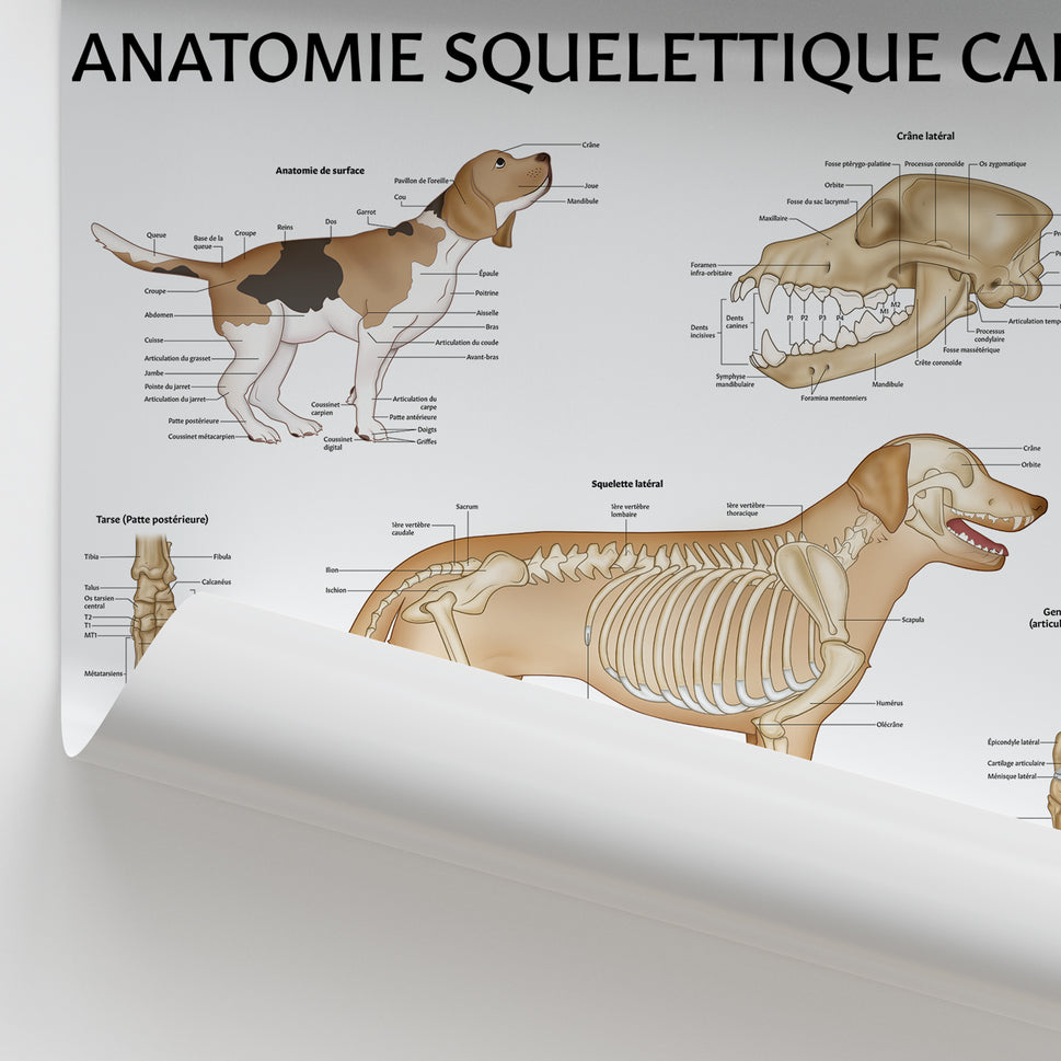 Anatomie Squelettique Canine Chart / Poster - French