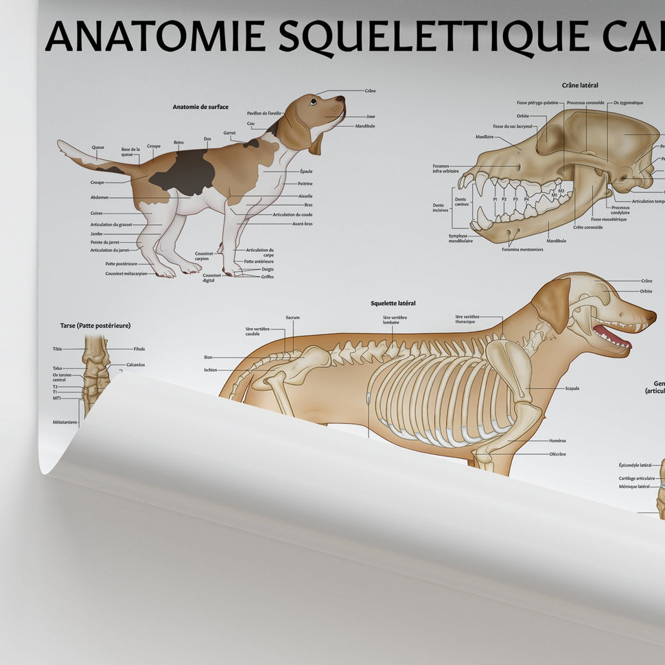 Anatomie Squelettique Canine Chart / Poster - French