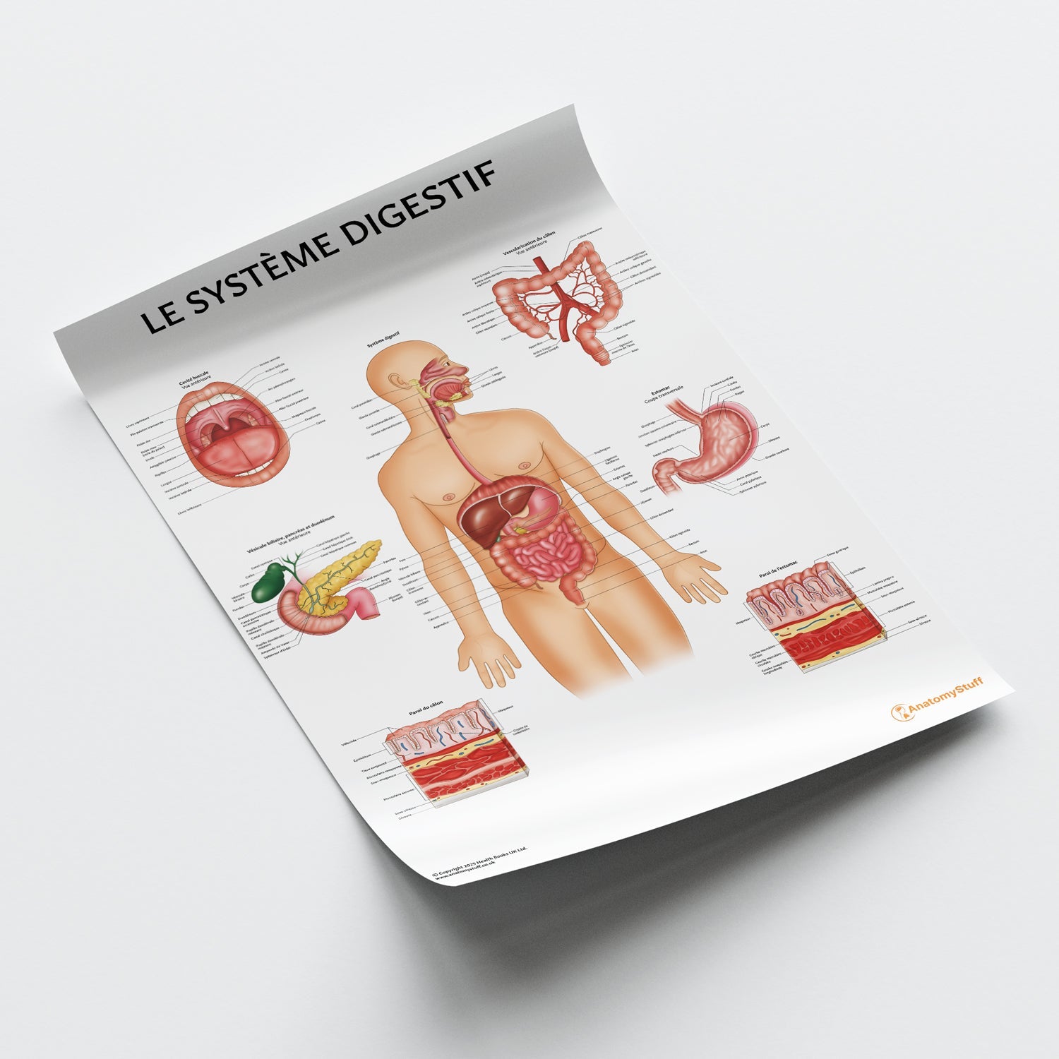 Le Système Digestif Chart / Poster - French