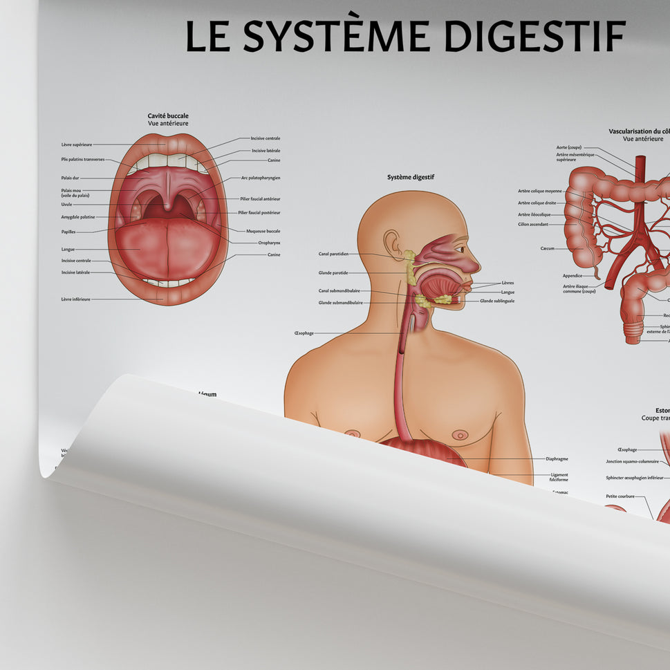 Le Système Digestif Chart / Poster - French