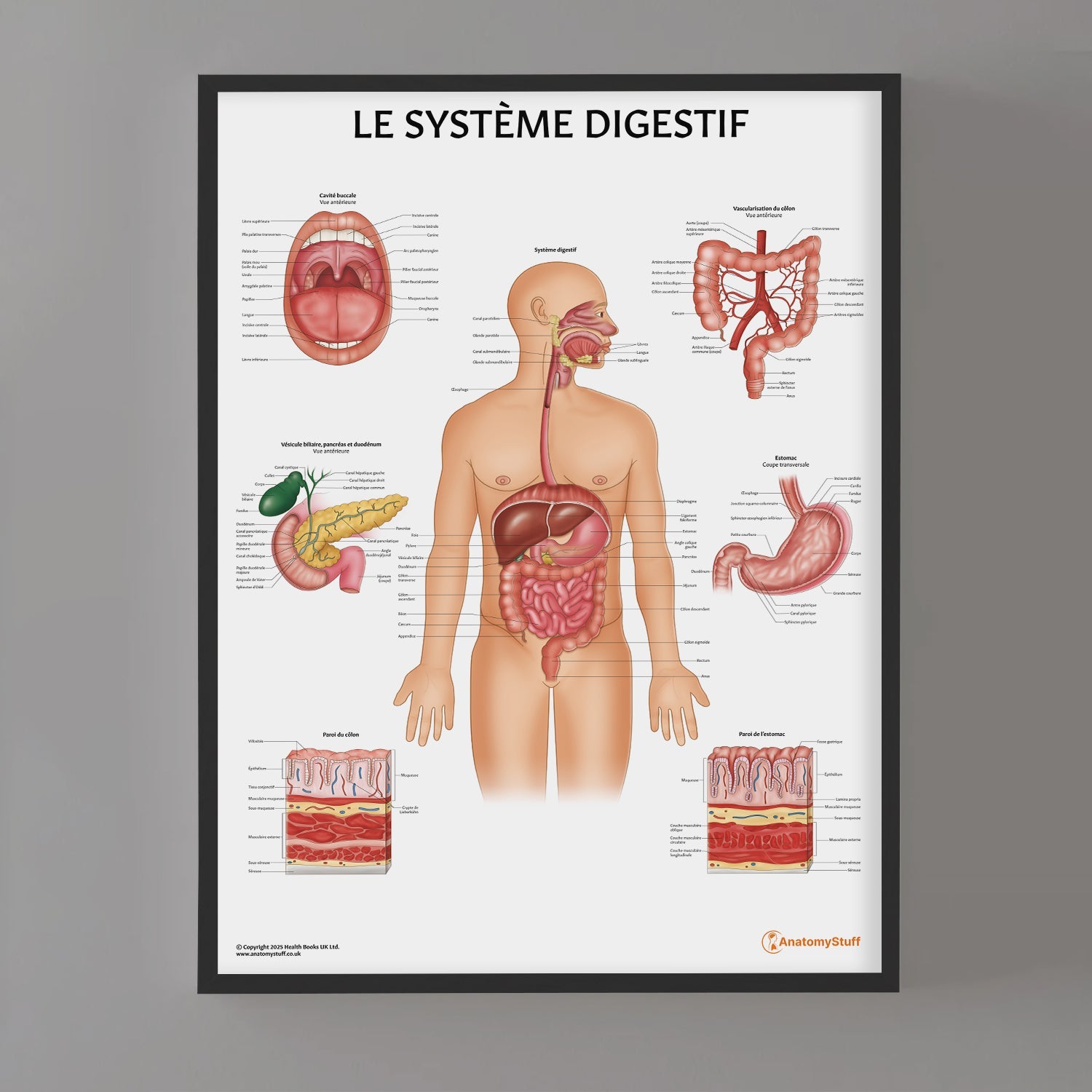 Le Système Digestif Chart / Poster - French
