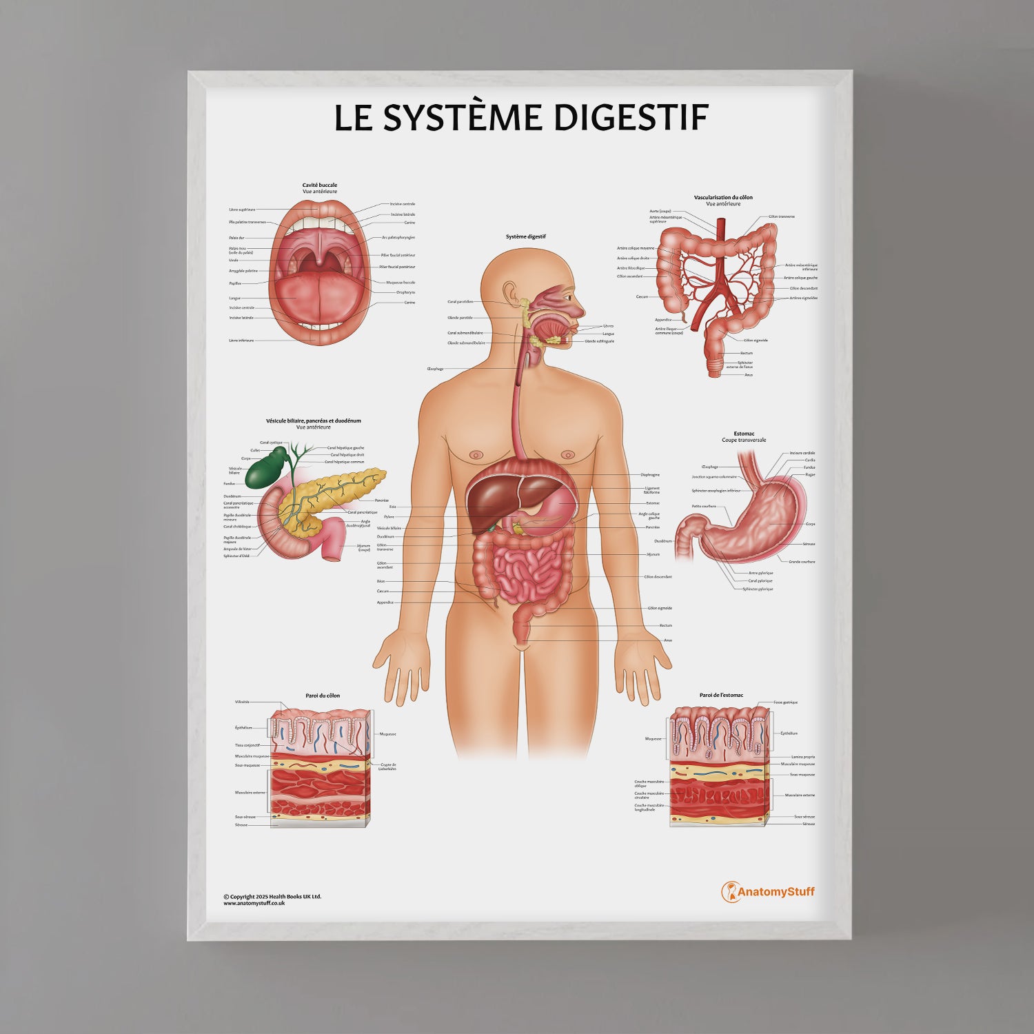 Le Système Digestif Chart / Poster - French